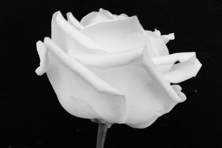 Einzelne weiße Rose in voller Blüte auf schwarzem Hintergrund - Trauerfloristik Isny