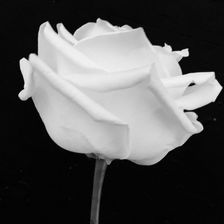Weisse Rose auf schwarzem Hintergrund