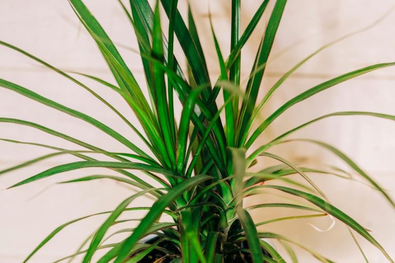 Gesunde Grünlilie mit langen grünen Blättern - Zimmerpflanzen Kreativ & Blüte